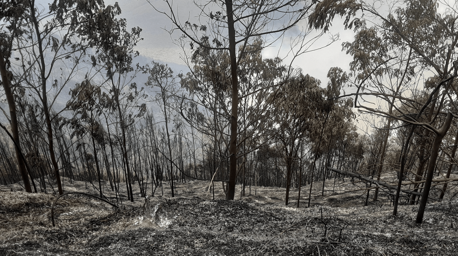 Kebakaran hutan di kawasan Taman Nasional Bromo Tengger Semeru. | Foto: Rokhmad/Garda Animalia