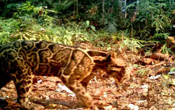 Ilustrasi macan dahan yang terpantau kamera jebak di TNKS. | Foto: Iding Haidir/BBTNKS/Wild CRU/FFI