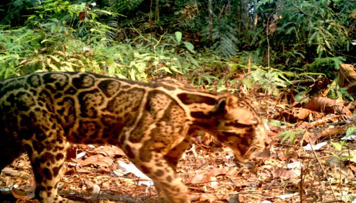 Akibat Kebakaran, Macan Keluar Hutan