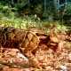 Ilustrasi macan dahan yang terpantau kamera jebak di TNKS. | Foto: Iding Haidir/BBTNKS/Wild CRU/FFI