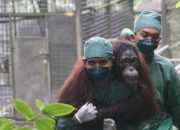 BKSDA Kaltim Evakuasi 5 Orangutan Sepanjang 2023