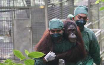 Ilustrasi orangutan kalimantan satwa dilindungi. | Sumber: PPID KLHK