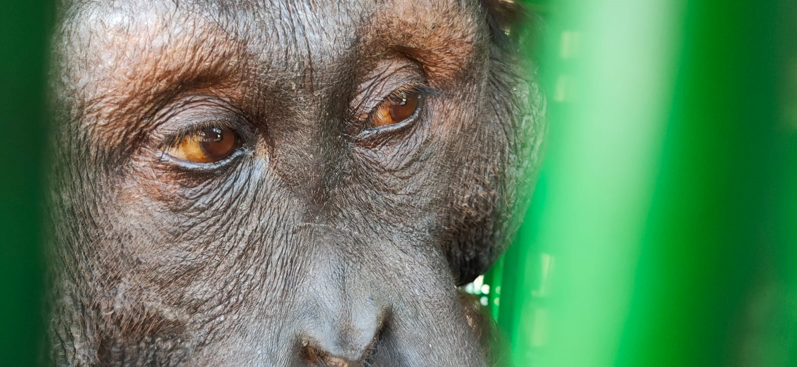 Individu orangutan kalimantan berhasil dievakuasi. | Sumber: PPID KLHK