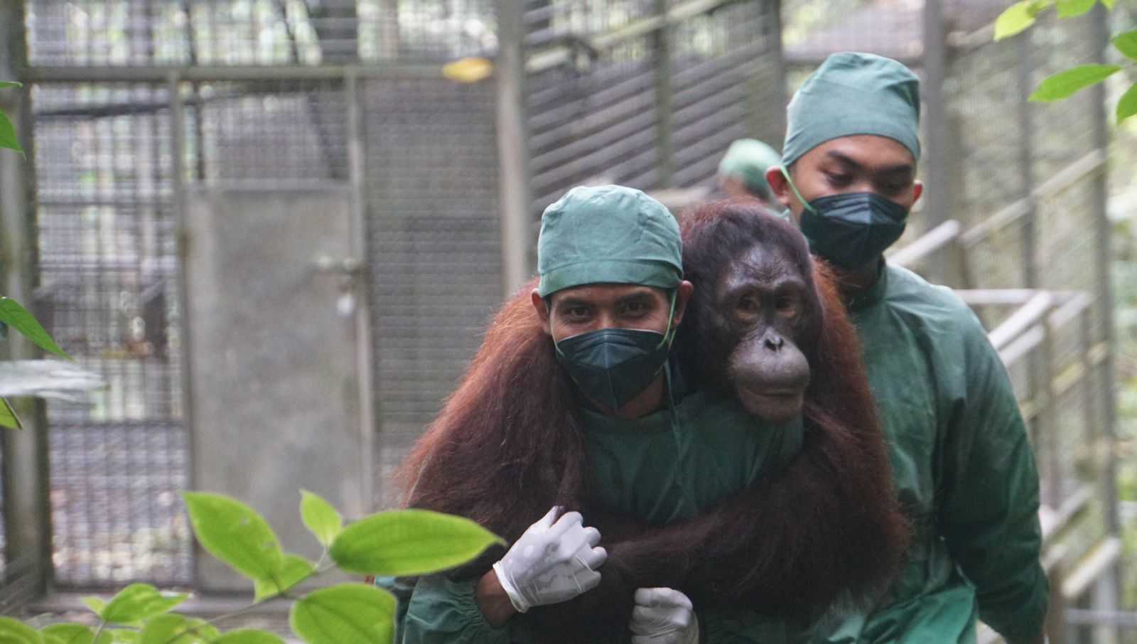 Ilustrasi orangutan kalimantan satwa dilindungi. | Sumber: PPID KLHK