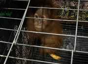 Tersangka Baru dalam Kasus Perdagangan Orangutan