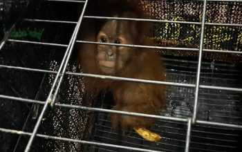 Orangutan sumatera berhasil diamankan oleh petugas. | Sumber: Humas Polda Sumatra Utara