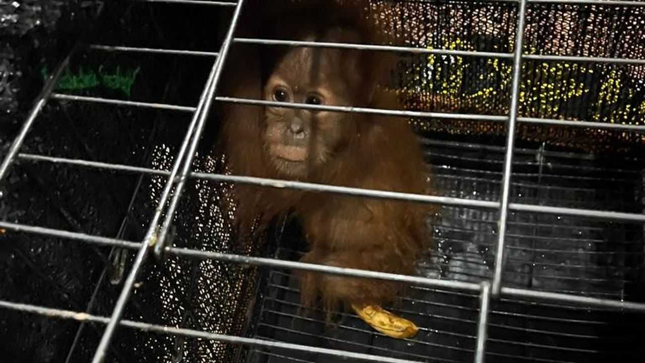 Orangutan sumatera berhasil diamankan oleh petugas. | Sumber: Humas Polda Sumatra Utara