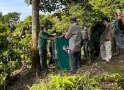 Usai Ikuti Forest School, 6 Orangutan Sumatera Dilepasliarkan