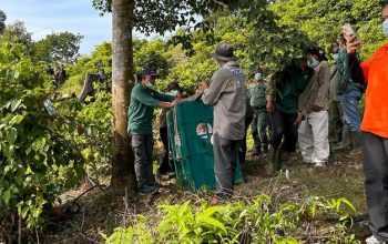 Proses pengembalian orangutan sumatera ke habitatnya. | Sumber: Dok. BBKSDA Sumatra Utara