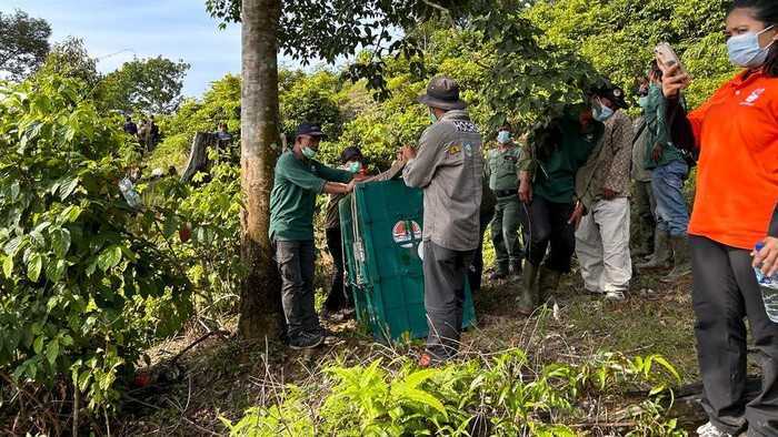 Proses pengembalian orangutan sumatera ke habitatnya. | Sumber: Dok. BBKSDA Sumatra Utara