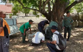 Tiga ekor trenggiling dilepasliarkan di Taman Nasional Baluran. | Sumber: Berita Nasional