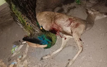 Rusa dalam kondisi mati dan burung merak dalam kondisi hidup. Kedua satwa liar tersebut merupakan barang bukti dari kasus perburuan liar. | Sumber: Taman Nasional Baluran