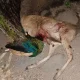 Rusa dalam kondisi mati dan burung merak dalam kondisi hidup. Kedua satwa liar tersebut merupakan barang bukti dari kasus perburuan liar. | Sumber: Taman Nasional Baluran