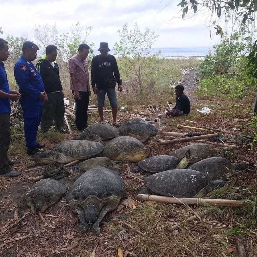 A fishing boat seized by the police, carrying 11 turtles