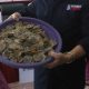 Ilustrasi sisik trenggiling (Manis javanica) dalam kasus perdagangan ilegal di Kalimantan Barat. | Foto: Ken/Garda Animalia