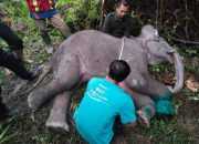 Jasad anak gajah sumatera yang mati pada Kamis (16/11/2023) pekan lalu di Kabupaten Pelalawan dengan luka lilitan tali nilon di kaki kanan depan. | Sumber: BBKSDA Riau/RRI