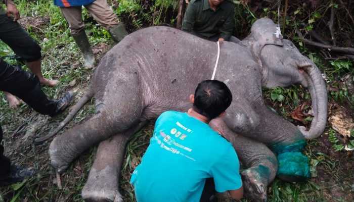 Kronologi Kematian Anak Gajah dengan Kaki Terlilit Nilon