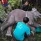 Kronologi Kematian Anak Gajah dengan Kaki Terlilit Nilon