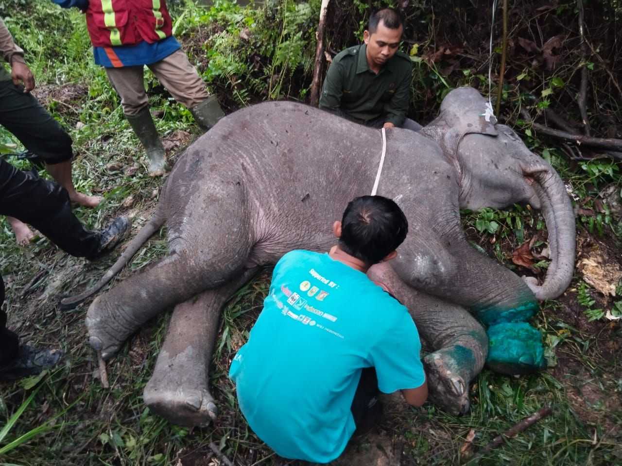 Jasad anak gajah sumatera yang mati pada Kamis (16/11/2023) pekan lalu di Kabupaten Pelalawan dengan luka lilitan tali nilon di kaki kanan depan. | Sumber: BBKSDA Riau/RRI