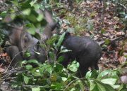 Seekor anak badak sumatera lahir dengan selamat di Suaka Rhino Sumatera Taman Nasional Way Kambas. | Sumber: PPID KLHK