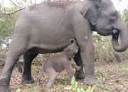 Hore! Bayi Gajah Sumatera Lahir di Way Kambas