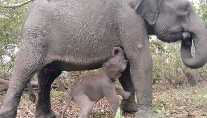 Hore! Bayi Gajah Sumatera Lahir di Way Kambas