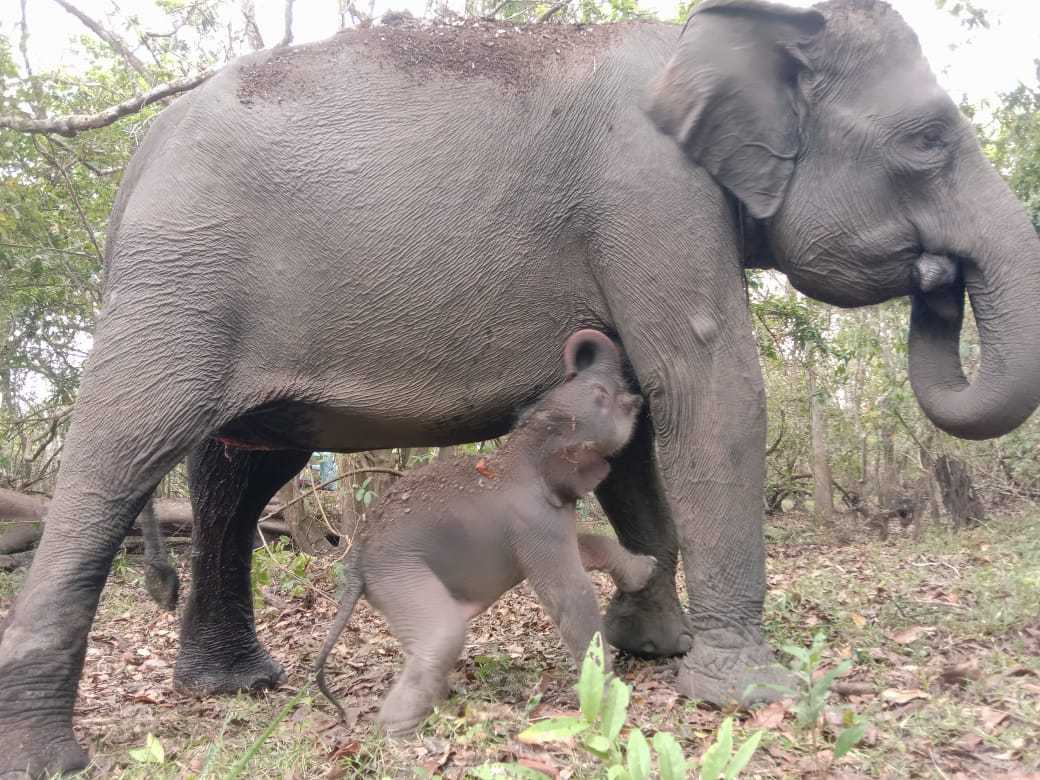 Satu individu bayi gajah telah lahir di Taman Nasional Way Kambas. | Sumber: PPID KLHK