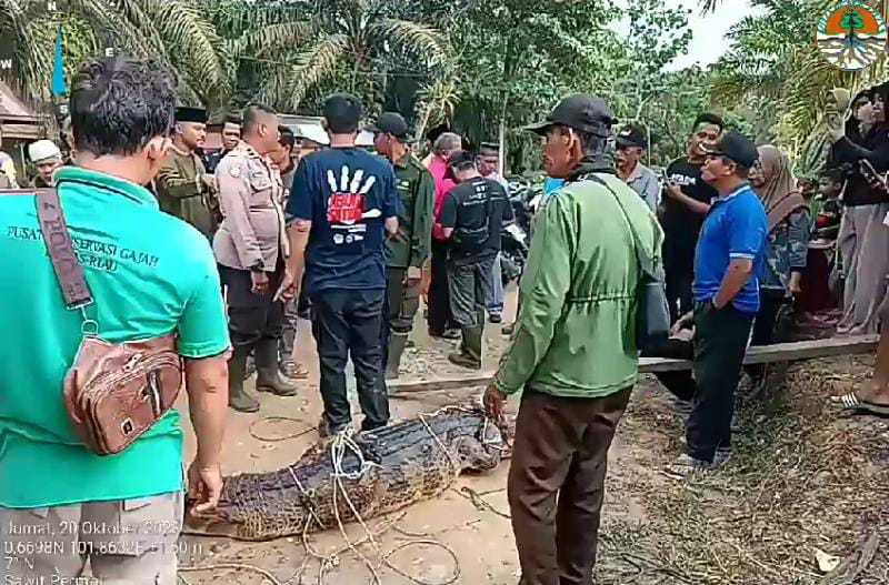 The Sinulung crocodile was released from the lake