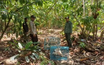 Gambar lima ekor burung kakatua maluku saat hendak dilepasliarkan. | Sumber: BKSDA Maluku/Kompas