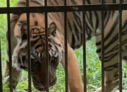 Harimau Mati di Kandang, Penyebab Pasti Belum Diketahui