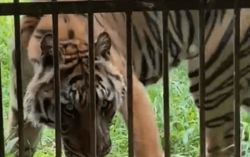 Harimau sumatera Erha saat masih hidup di Medan Zoo. | Sumber: BBKSDA Sumatra Utara