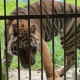 Harimau sumatera Erha saat masih hidup di Medan Zoo. | Sumber: BBKSDA Sumatra Utara