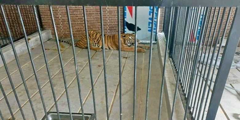 Harimau Harimau yang dipelihara seorang pengusaha bernama Andre Soan. | Sumber: Polresta Samarinda/HO-Tribun Kaltim