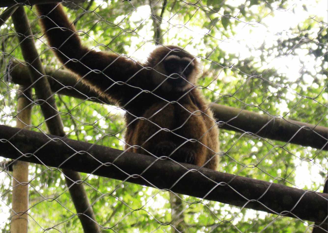 Salah seekor owa ungko yang dilepasliarkan oleh BKSDA Sumatra Barat di salah satu kawasan konservasi Sumatra Barat pada Kamis (16/11/2023). | Sumber: Dok. BKSDA Sumatra Barat
