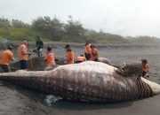 Ikan Hiu Berbobot 1,5 Ton Kembali Terdampar Mati di Kulon Progo