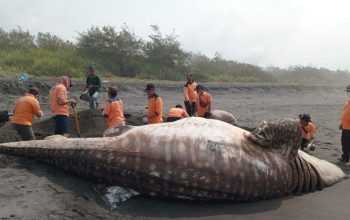 Seekor hiu tutul ditemukan mati di Daerah Istimewa Yogyakarta. | Sumber: Dok. SRI WIL V/Kompas