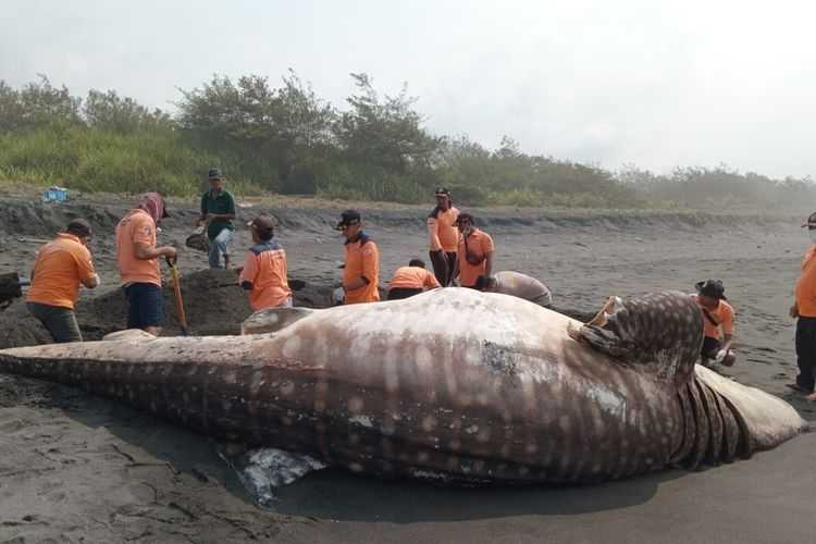 Seekor hiu tutul ditemukan mati di Daerah Istimewa Yogyakarta. | Sumber: Dok. SRI WIL V/Kompas
