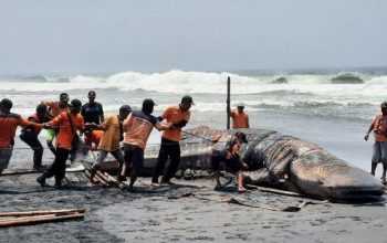 Hiu paus atau hiu tutul (Rhincodon typus) tergeletak mati di pesisir pantai di Kulon Progo. | Foto: Alexander Ermando/Tribun Jogja