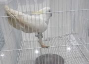 Lagi-Lagi, Burung Paruh Bengkok Ditemukan di KM Nggapulu
