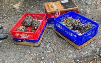 Satwa langka kura-kura baning sulawesi. | Sumber: BKSDA Sulawesi Tengah