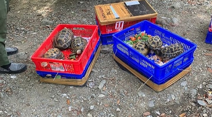 Satwa langka kura-kura baning sulawesi. | Sumber: BKSDA Sulawesi Tengah