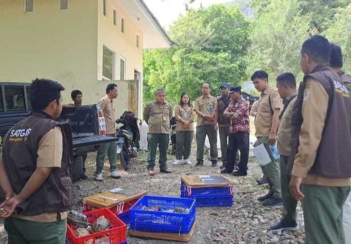 Puluhan ekor kura-kura baning sulawesi. | Sumber: BKSDA Sulawesi Tengah
