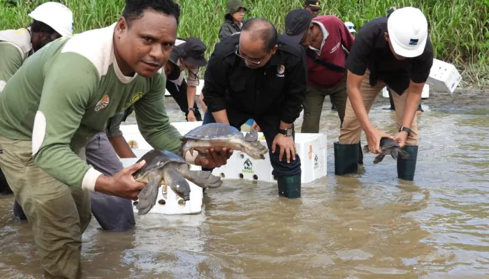 Ratusan Labi-Labi Moncong Babi Dilepasliarkan