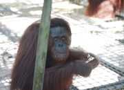 Selesai Rehabilitasi, 12 Orangutan Pulang ke Habitat Alami