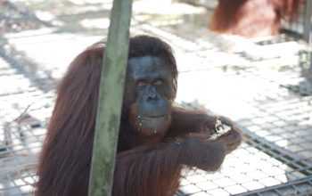 Salah satu individu orangutan kalimantan yang dilepasliarkan. | Sumber: PPID KLHK