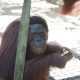 Salah satu individu orangutan kalimantan yang dilepasliarkan. | Sumber: PPID KLHK