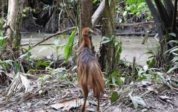Salah satu satwa liar yang dilepasliarkan oleh BBKSDA Papua. | Sumber: Dok. BBKSDA Papua