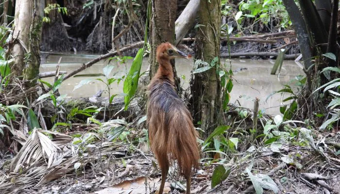 13 Satwa Liar Dilepaskan di Hutan Miyoko