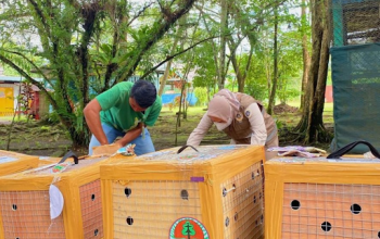 Proses pemeriksaan terhadap 39 ekor burung hasil translokasi dari BBKSDA Jawa Timur ke Kantor Karantina Pertanian Mimika. | Sumber: Antara/HO