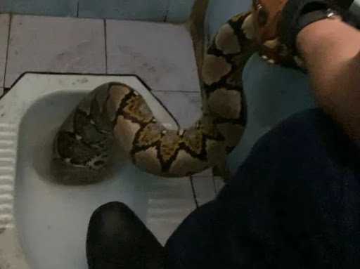 Petugas Damkar mengevakuasi seekor ular piton dari dalam kloset di SDN 13 Pekanbaru. | Sumber: Kabar Pekanbaru/Instagram 